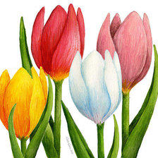 Схема вышивки «Тюльпаны»