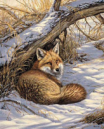 Лиса - природа, лиса, животные - оригинал