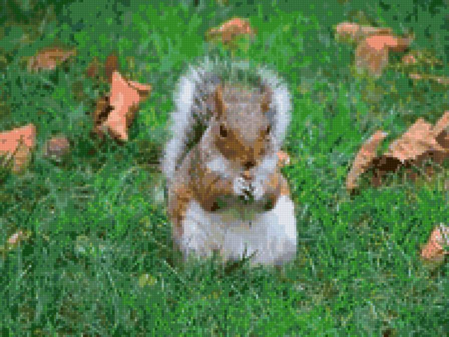 белка - фауна, природа, животные - предпросмотр