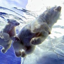 Схема вышивки «Белые медведи»