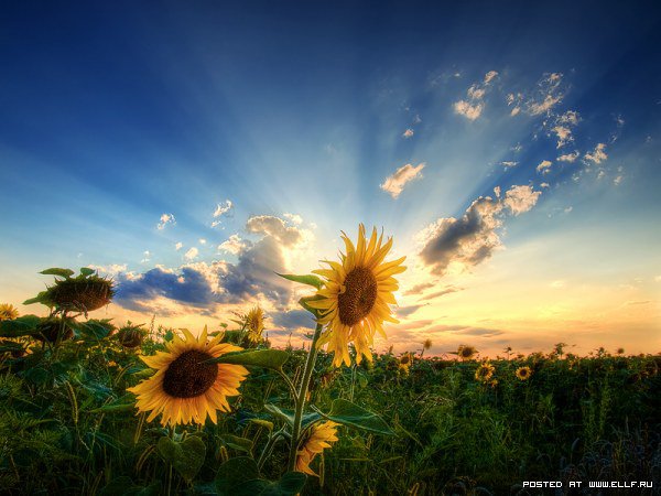 подсолнухи - оригинал