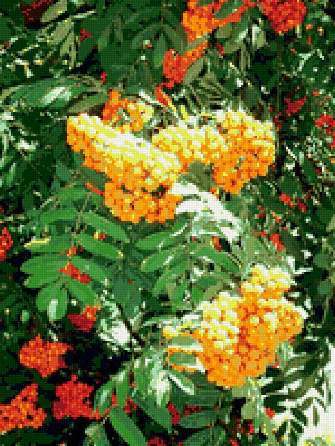 рябина - ягоды, осень, гроздь, кисти, рябина - предпросмотр