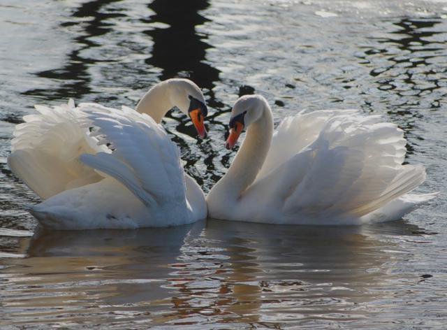 Прекрасные лебеди)) - романтика, любовь, лебеди - оригинал