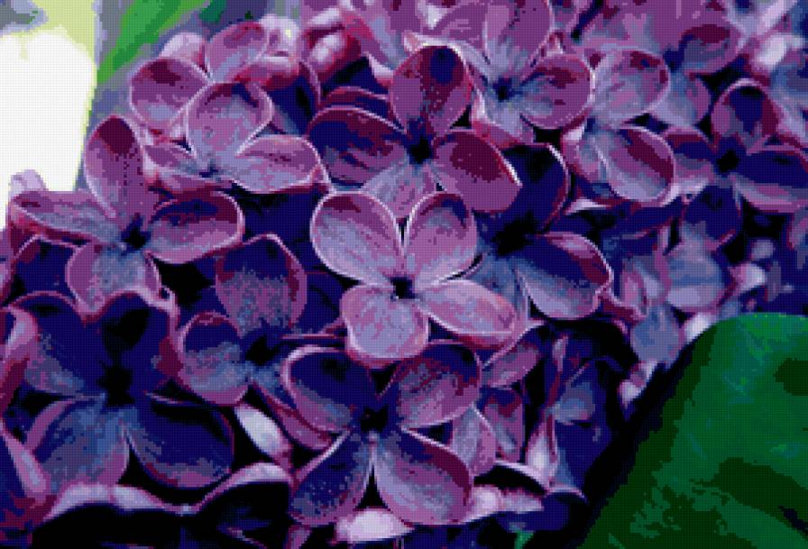 №430 - цветы - предпросмотр