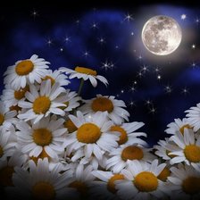 Схема вышивки «№497»