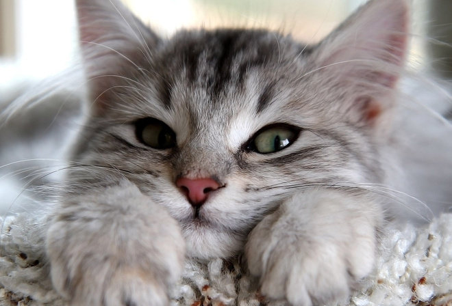 №516 - кошка - оригинал