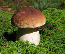 Схема вышивки «Красивый грибочек)»