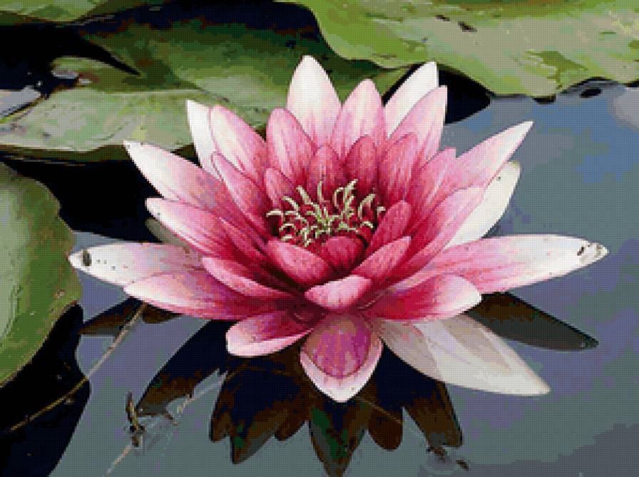 Водная лилия)) - flowers, цветы, лилия - предпросмотр