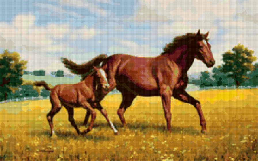 кони - свобода, кони, скачка - предпросмотр