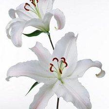 Схема вышивки «ветка лилии»