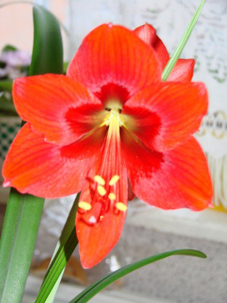 цветок - цветок - оригинал