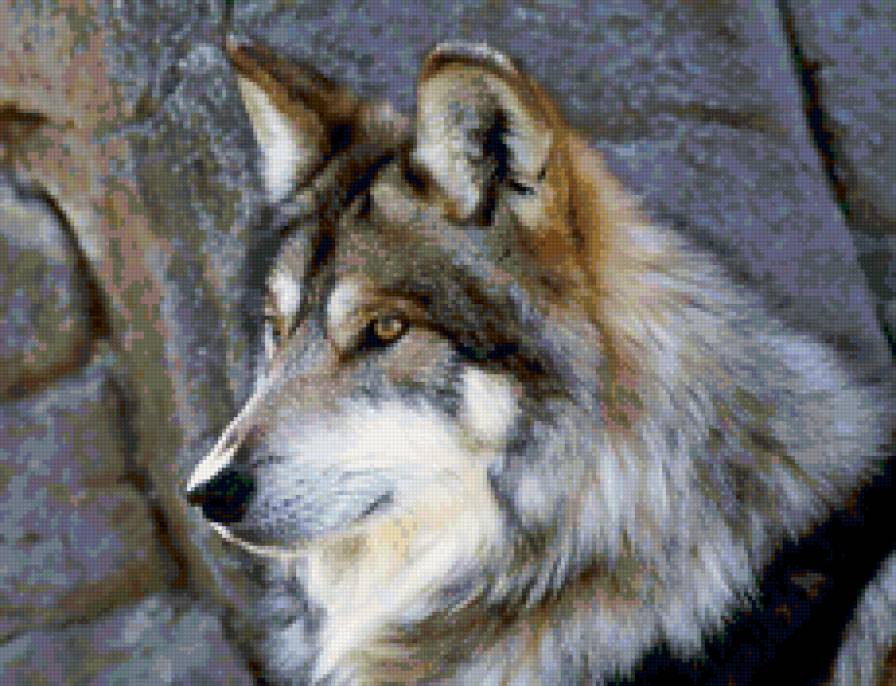 волк - волк, хищники, животные, хищник - предпросмотр