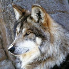 Схема вышивки «волк»