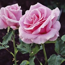 Схема вышивки «розы»