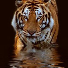 Схема вышивки «шерхан»