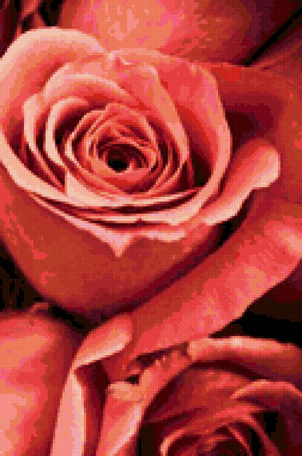 Роза - роза - предпросмотр