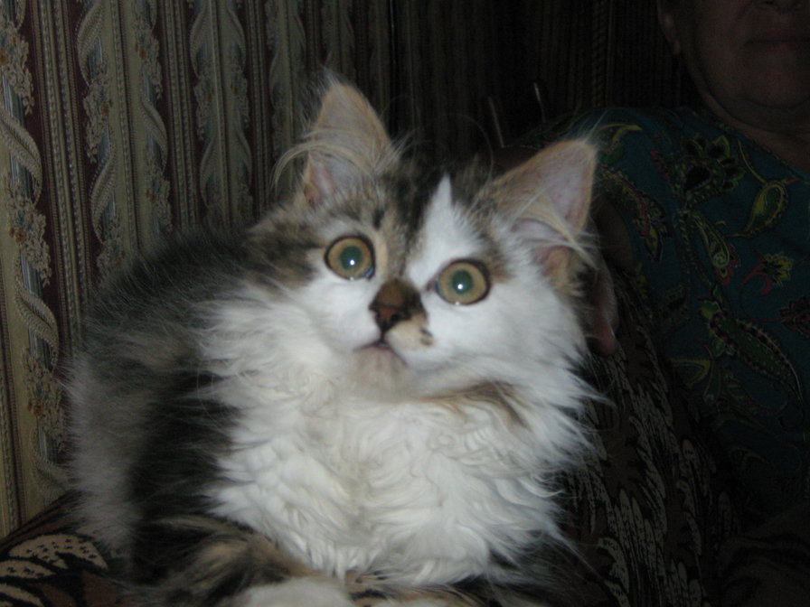 Мурка - коты - оригинал