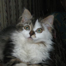 Схема вышивки «Мурка»