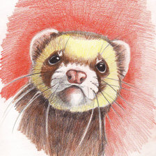 Схема вышивки «Хорек в карандаше Вышивка крестом2»