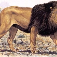 Схема вышивки «Дикие хищные кошки»