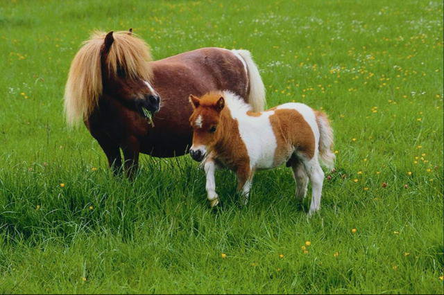 Пони) - пони - оригинал