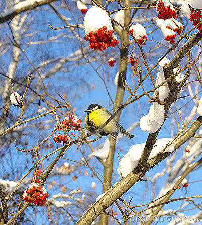 Желтогрудая синичка!) - синичка, птичка - оригинал