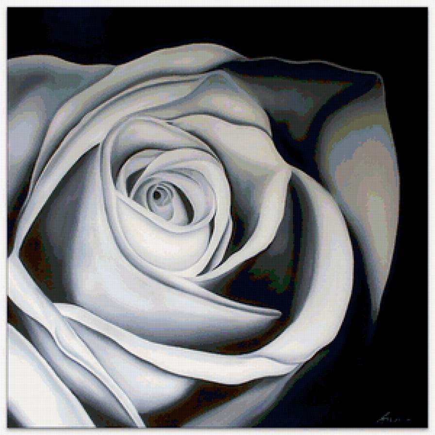 Розочка) - роза, flowers, цветы - предпросмотр