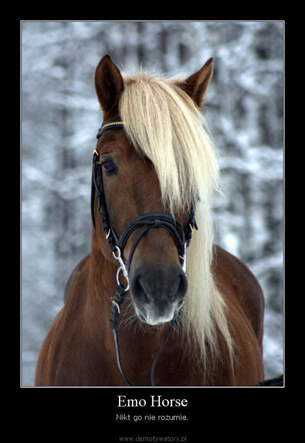 лошадь - лошади - оригинал