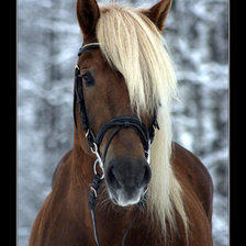 Схема вышивки «лошадь»