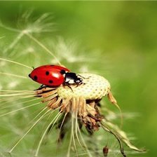 Схема вышивки «природа»