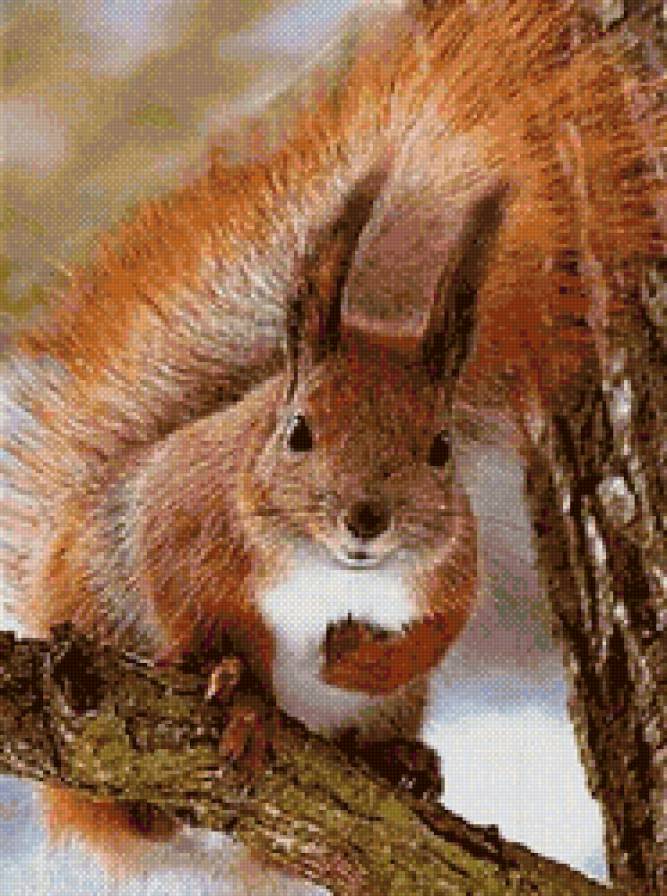 Белочка рыжая - белка, животные - предпросмотр