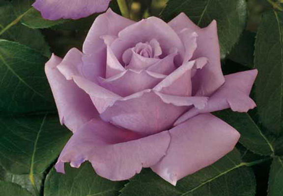 роза - оригинал