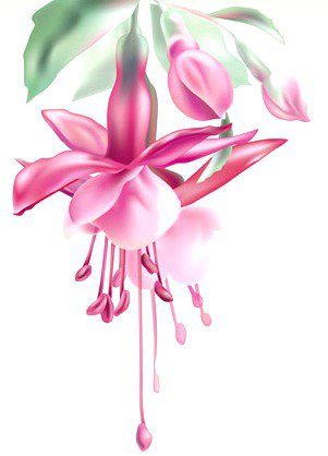 Фуксия - тропические цветы, нежные лепестки, фуксия, цветы - оригинал