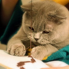 Схема вышивки «Муся»