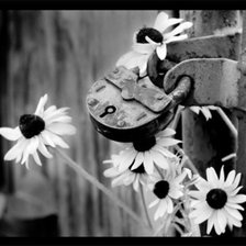 Схема вышивки «Ромашки»