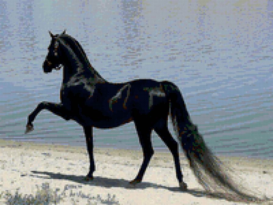 черный рысак - животные - предпросмотр