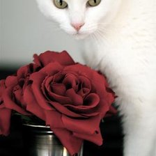 Схема вышивки «№2331»