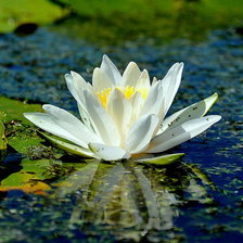 Схема вышивки «Лилия»