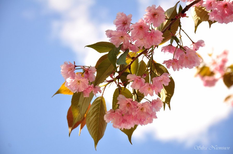 Цвет яблони - цветы - оригинал