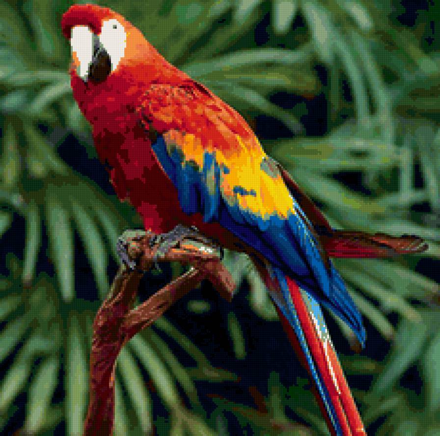 попугай - птицы, попугай - предпросмотр