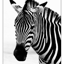 Схема вышивки «зебра 4»