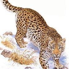 Схема вышивки «Дикие хищные кошки»