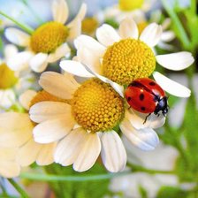 Схема вышивки «Божья коровка»