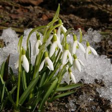 Схема вышивки «подснежники»
