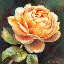 Схема вышивки «Роза»