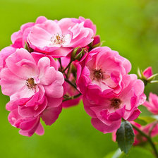 Схема вышивки «цветочки»