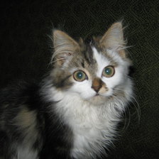 Схема вышивки «Мурка»