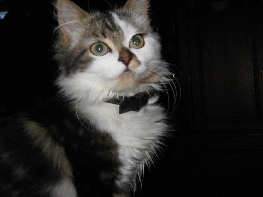 Мурка - коты - оригинал