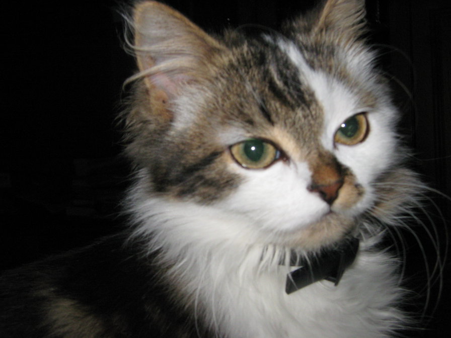 Мурка - коты - оригинал