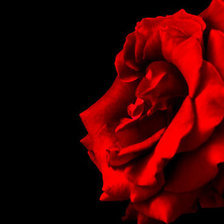 Схема вышивки «Роза»